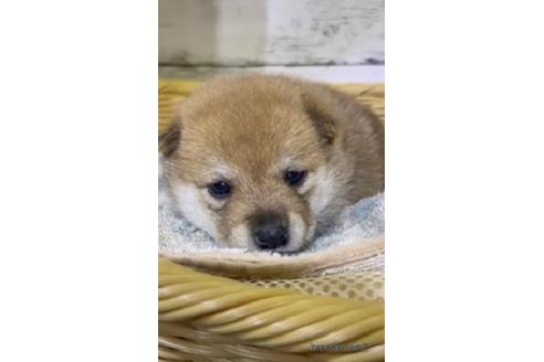 成約済の静岡県の柴犬-207106の2枚目